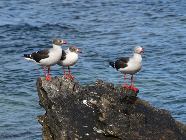 ../../Pictures/241209/092 Dolphin Gull.JPG